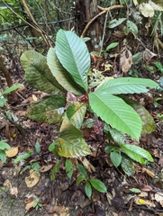Dillenia suffruticosa