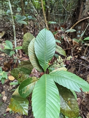 Dillenia suffruticosa