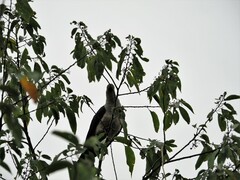 Ducula concinna