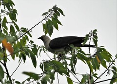 Ducula concinna
