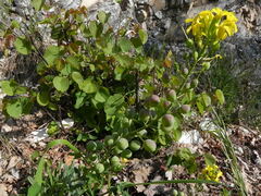 Alyssoides utriculata