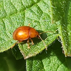Sphaeroderma testaceum