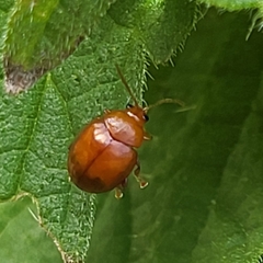 Sphaeroderma testaceum