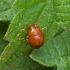 Sphaeroderma testaceum