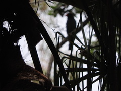 Eurystomus orientalis