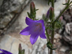 Campanula sibirica