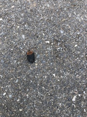 Oiceoptoma thoracicum