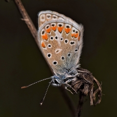 Polyommatus thersites
