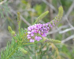 Comesperma confertum