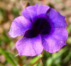 Monopsis debilis