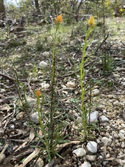 Xerochrysum viscosum
