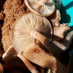 Armillaria mellea