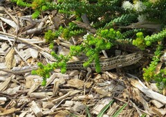 Trachylepis capensis