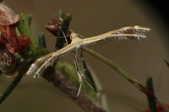 Stangeia