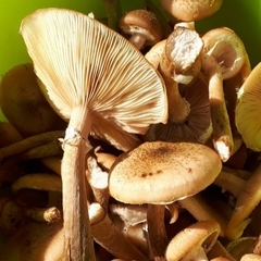 Armillaria mellea