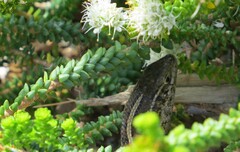 Trachylepis capensis