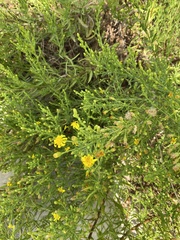 Limbarda crithmoides