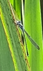 Austrolestes colensonis