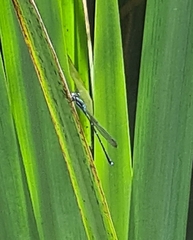 Austrolestes colensonis