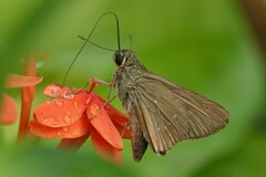 Pelopidas mathias