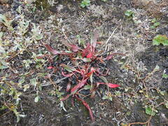 Rumex arcticus