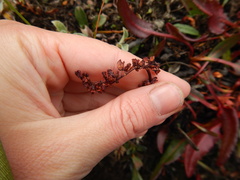 Rumex arcticus
