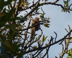 Urocolius indicus indicus