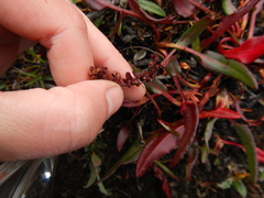 Rumex arcticus