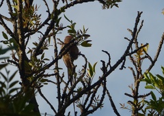 Urocolius indicus indicus