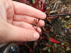 Rumex arcticus