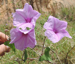 Ipomoea bahiensis