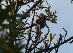 Urocolius indicus indicus