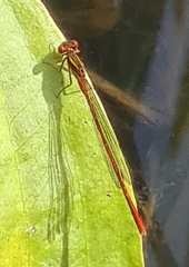 Xanthocnemis zealandica