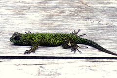 Sceloporus malachiticus