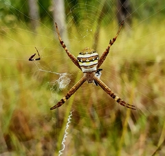 Argiope keyserlingi