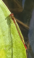 Xanthocnemis zealandica