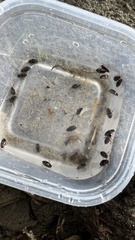 Platambus fimbriatus