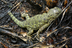 Sceloporus malachiticus