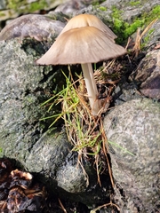 Agaricineae