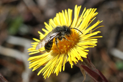 Andrena vaga