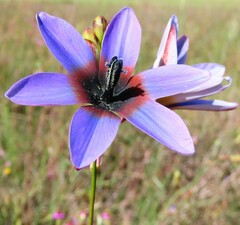 Ixia monadelpha