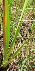 Ixia monadelpha
