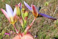 Ixia monadelpha