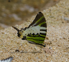Graphium antiphates