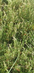 Rhagodia candolleana