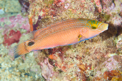 Symphodus mediterraneus
