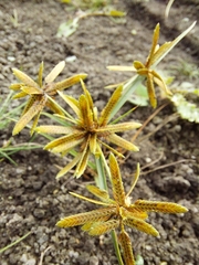 Cyperus flavescens