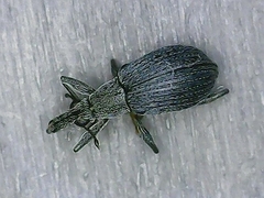 Oxystoma ochropus