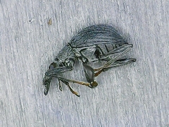 Oxystoma ochropus