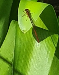 Xanthocnemis zealandica